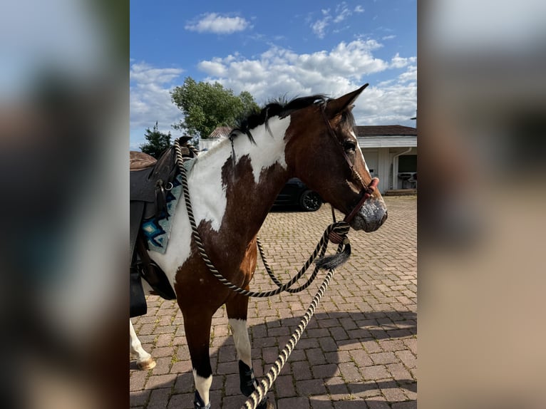 Appaloosa Mix Stute 10 Jahre 160 cm Schecke in Lichtenfels