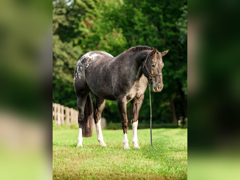 Appaloosa Stute 10 Jahre 163 cm  in New Holland
