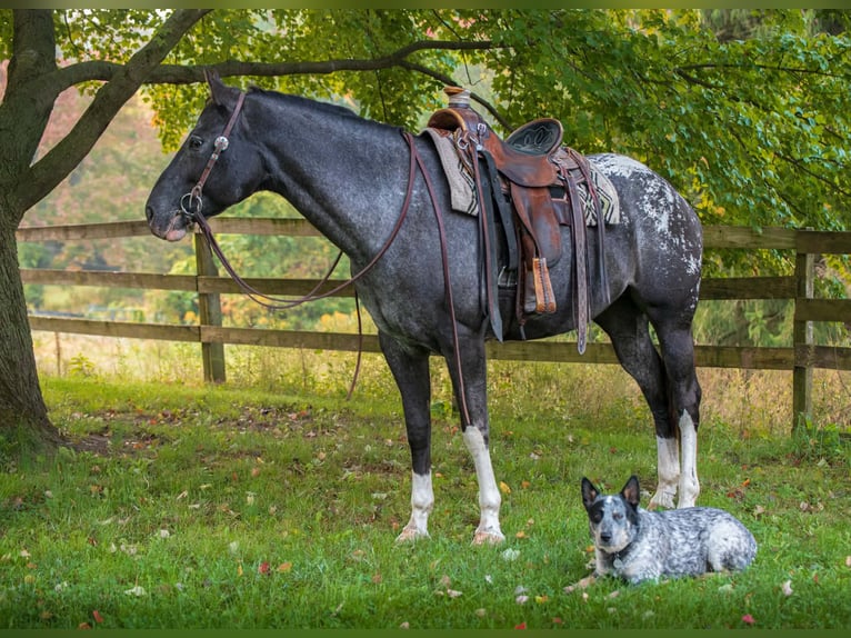 Appaloosa Stute 10 Jahre 163 cm  in New Holland