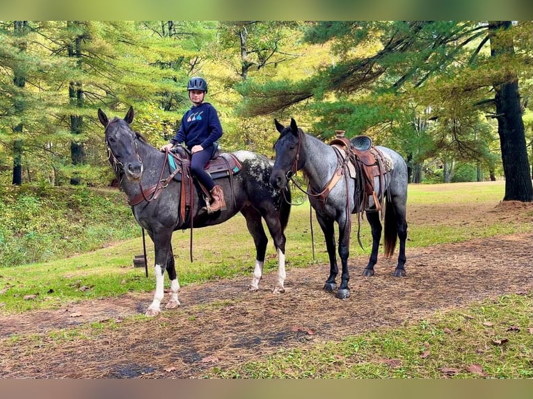 Appaloosa Stute 10 Jahre 163 cm  in New Holland