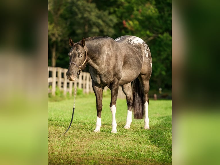 Appaloosa Stute 10 Jahre 163 cm  in New Holland