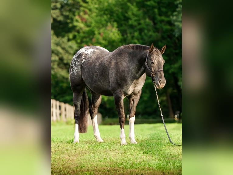 Appaloosa Stute 10 Jahre 163 cm  in New Holland