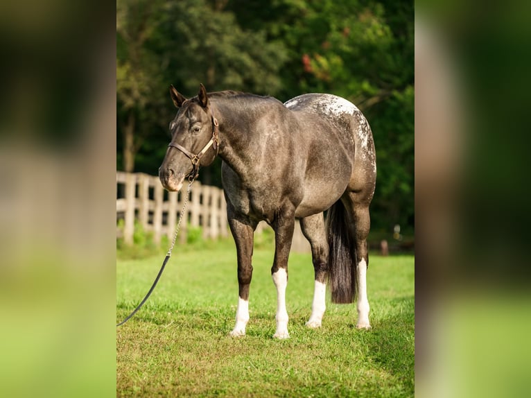 Appaloosa Stute 10 Jahre 163 cm  in New Holland