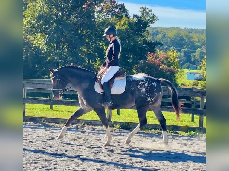 Appaloosa Stute 10 Jahre 163 cm  in New Holland