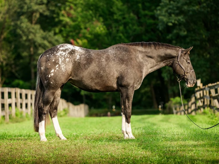Appaloosa Stute 10 Jahre 163 cm  in New Holland