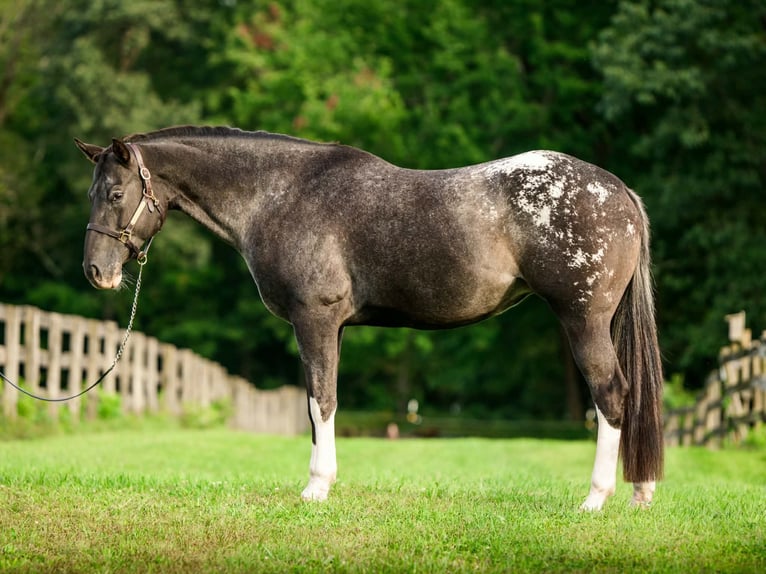 Appaloosa Stute 10 Jahre 163 cm  in New Holland