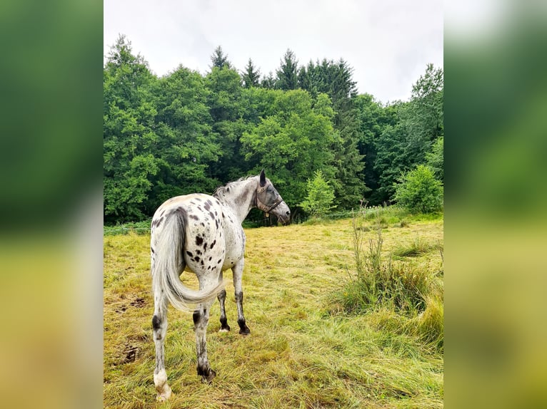 Appaloosa Mix Stute 10 Jahre 164 cm Tigerschecke in Windhagen