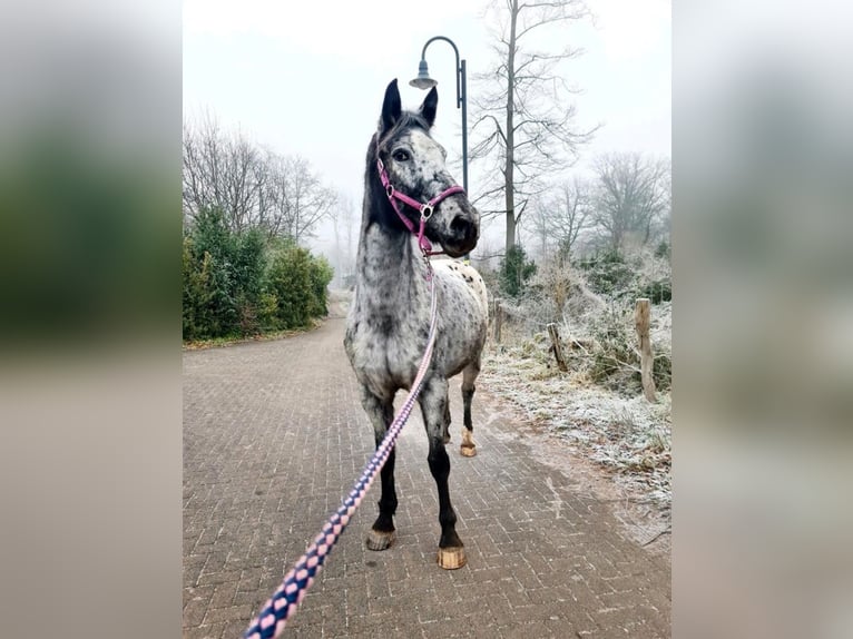 Appaloosa Mix Stute 10 Jahre 164 cm Tigerschecke in Windhagen