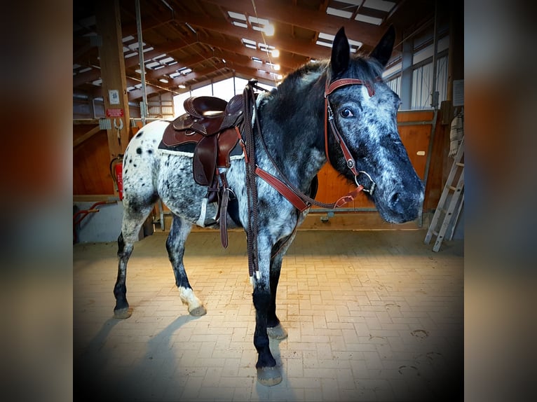 Appaloosa Mix Stute 10 Jahre 164 cm Tigerschecke in Windhagen