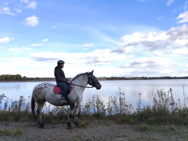 Appaloosa Mix Stute 10 Jahre 165 cm Tigerschecke in Wał-Ruda Appaloosa Mix Stute 10 Jahre 165 cm Tigerschecke in Wał-Ruda