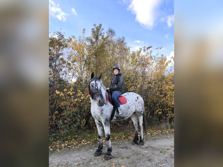 Appaloosa Mix Stute 10 Jahre 165 cm Tigerschecke in Wał-Ruda Appaloosa Mix Stute 10 Jahre 165 cm Tigerschecke in Wał-Ruda