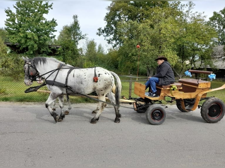 Appaloosa Mix Stute 10 Jahre 165 cm Tigerschecke in Wał-Ruda Appaloosa Mix Stute 10 Jahre 165 cm Tigerschecke in Wał-Ruda