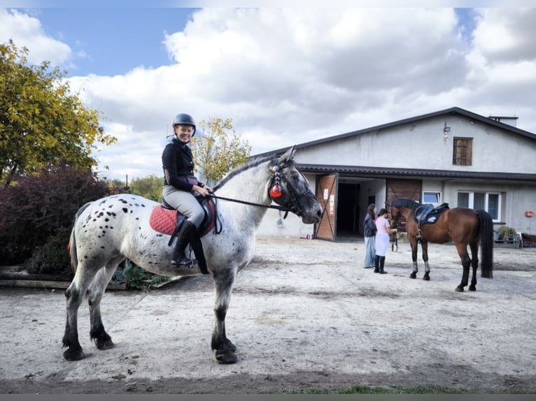 Appaloosa Mix Stute 10 Jahre 165 cm Tigerschecke in Wał-Ruda Appaloosa Mix Stute 10 Jahre 165 cm Tigerschecke in Wał-Ruda
