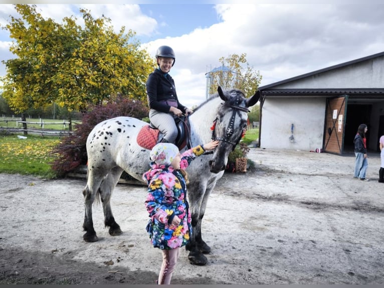 Appaloosa Mix Stute 10 Jahre 165 cm Tigerschecke in Wał-Ruda Appaloosa Mix Stute 10 Jahre 165 cm Tigerschecke in Wał-Ruda