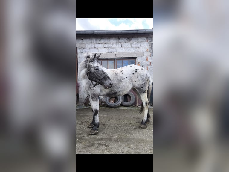 Appaloosa Mix Stute 10 Jahre 165 cm Tigerschecke in Wał-Ruda Appaloosa Mix Stute 10 Jahre 165 cm Tigerschecke in Wał-Ruda