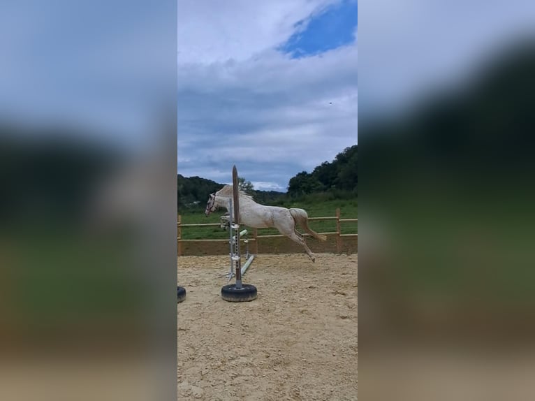 Appaloosa Mix Stute 11 Jahre 140 cm Apfelschimmel in Niederzissen