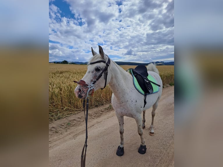 Appaloosa Mix Stute 11 Jahre 140 cm Apfelschimmel in Niederzissen