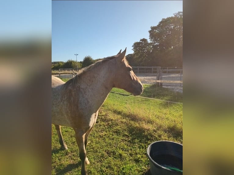 Appaloosa Mix Stute 11 Jahre 140 cm Tigerschecke in Wickede