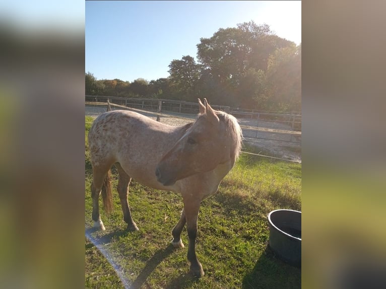 Appaloosa Mix Stute 11 Jahre 140 cm Tigerschecke in Wickede