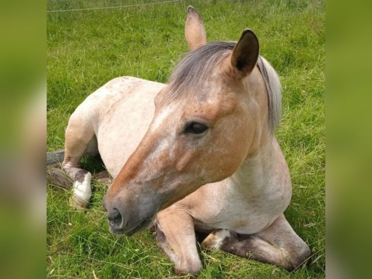 Appaloosa Mix Stute 11 Jahre 140 cm Tigerschecke in Wickede