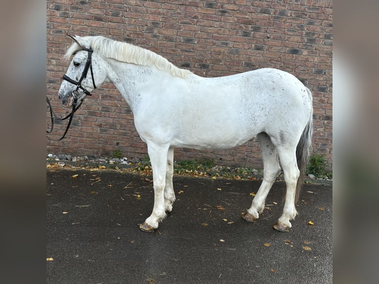 Appaloosa Stute 11 Jahre 145 cm Fliegenschimmel in Niederkassel