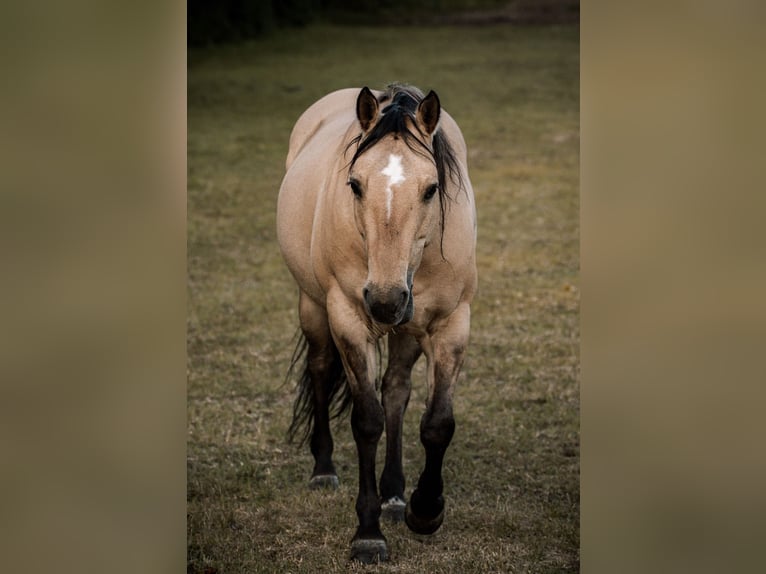 Appaloosa Mix Stute 11 Jahre 148 cm in Merzig