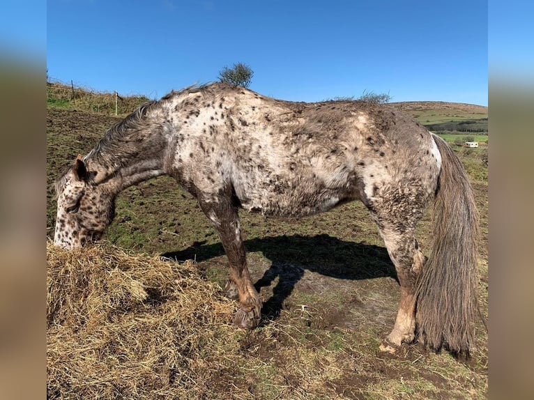 Appaloosa Stute 11 Jahre 152 cm Brauner in Lignol