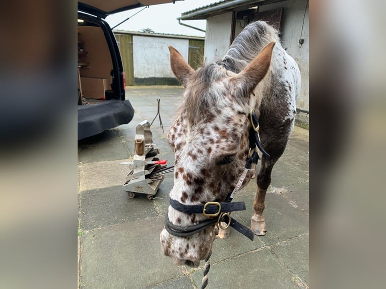 Appaloosa Stute 11 Jahre 152 cm Brauner in Lignol