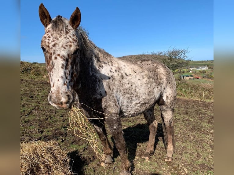 Appaloosa Stute 11 Jahre 152 cm Brauner in Lignol