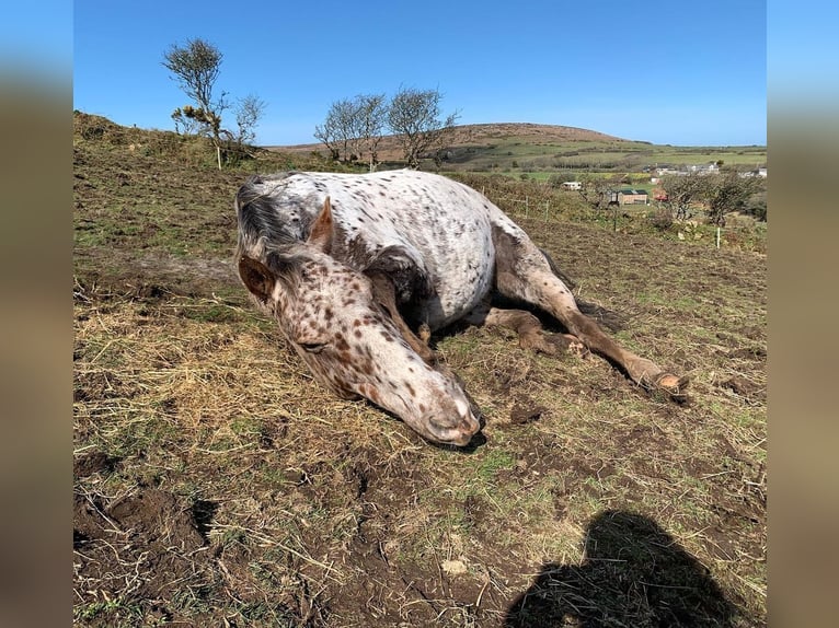 Appaloosa Stute 11 Jahre 152 cm Brauner in Lignol