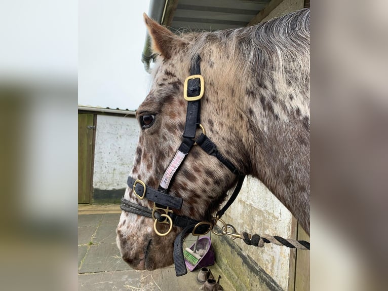 Appaloosa Stute 11 Jahre 152 cm Brauner in Lignol