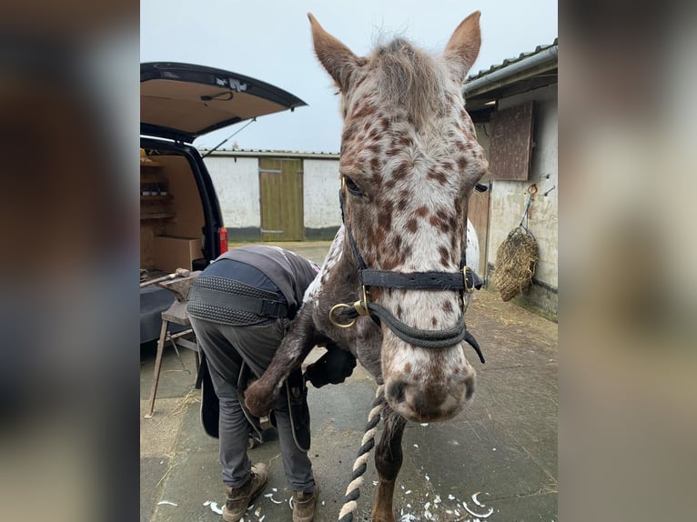 Appaloosa Stute 11 Jahre 152 cm Brauner in Lignol