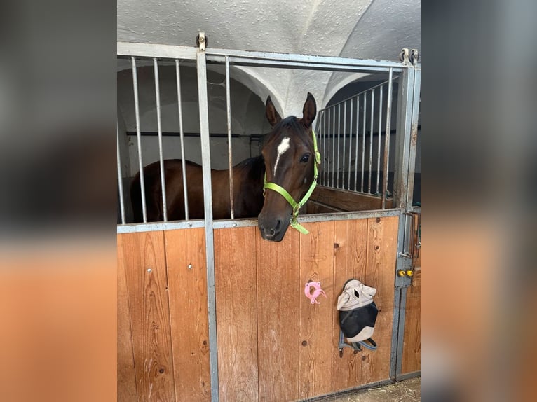 Appaloosa Stute 11 Jahre 154 cm Brauner in Tiefenbach