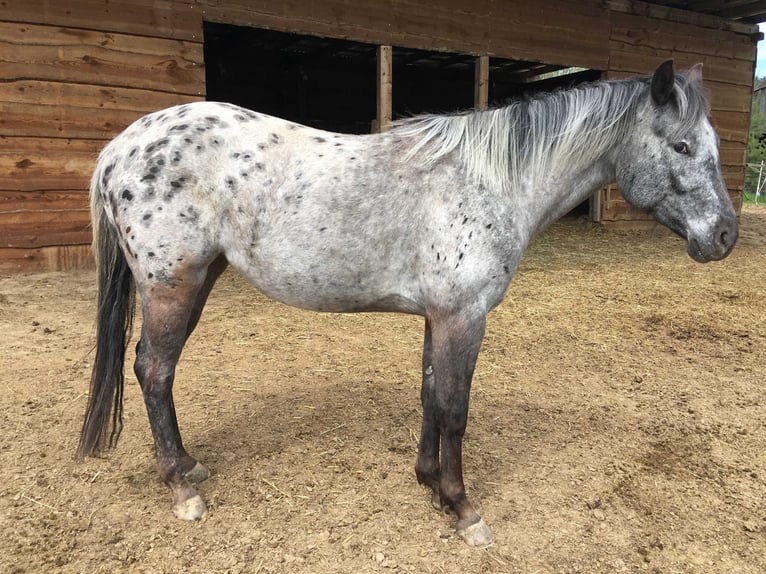 Appaloosa Stute 11 Jahre 154 cm Fuchs in Jestarbi