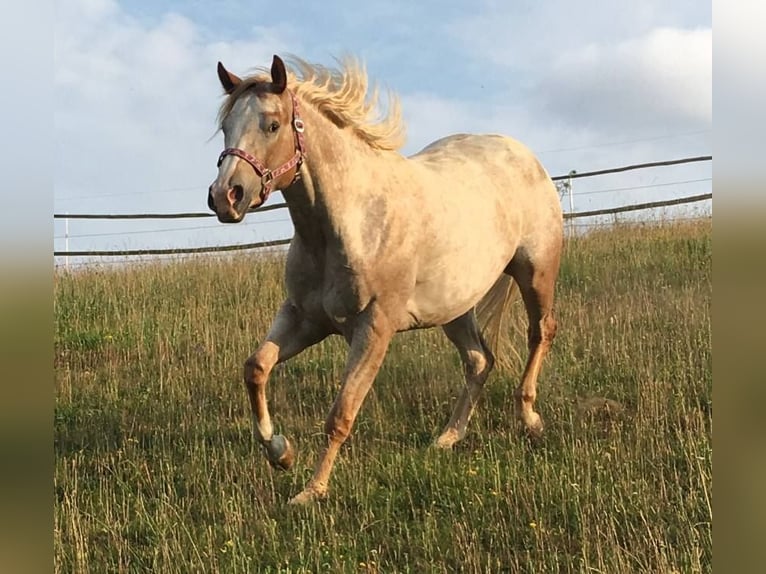 Appaloosa Stute 11 Jahre 154 cm Fuchs in Jestarbi