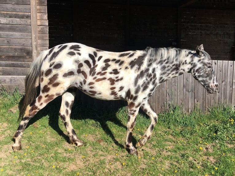 Appaloosa Stute 11 Jahre 154 cm Fuchs in Jestarbi