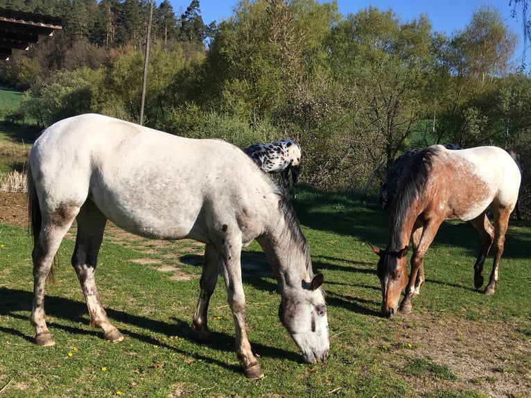 Appaloosa Stute 11 Jahre 154 cm Fuchs in Jestarbi