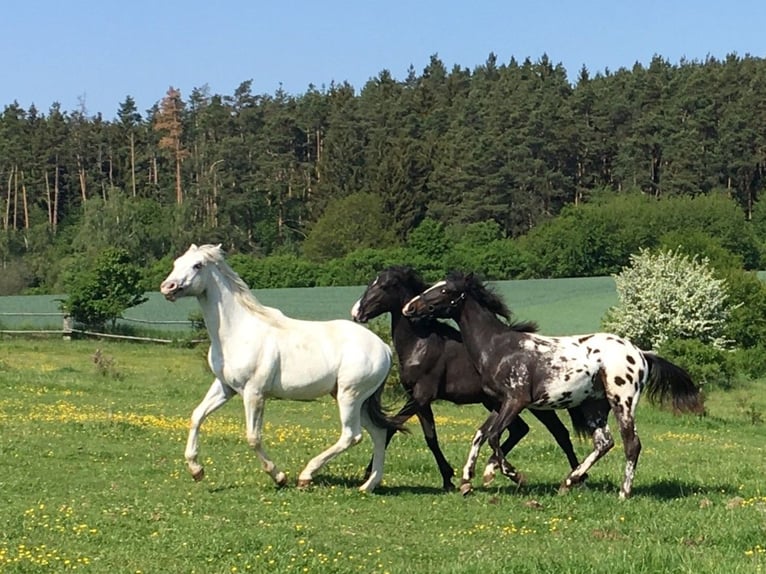Appaloosa Stute 11 Jahre 154 cm Fuchs in Jestarbi