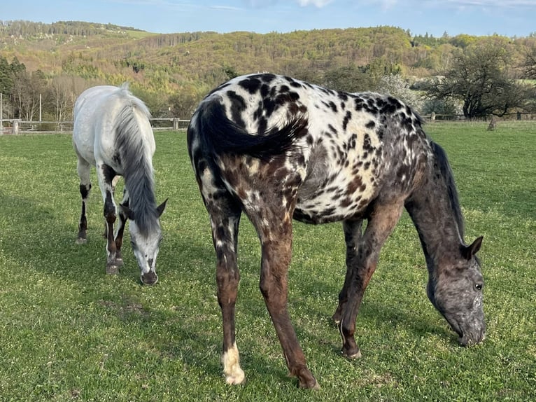 Appaloosa Stute 11 Jahre 154 cm Fuchs in Jestarbi