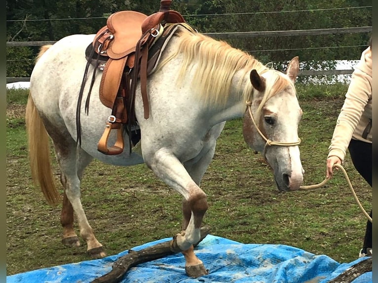 Appaloosa Stute 11 Jahre 154 cm Fuchs in Jestarbi