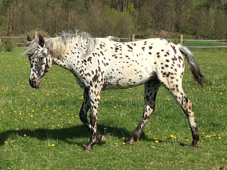 Appaloosa Stute 11 Jahre 154 cm Fuchs in Jestarbi