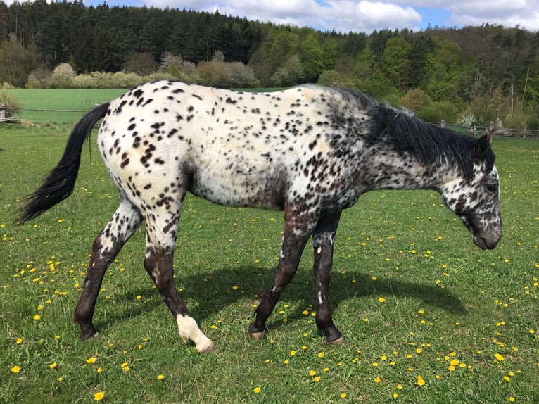 Appaloosa Stute 11 Jahre 154 cm Fuchs in Jestarbi