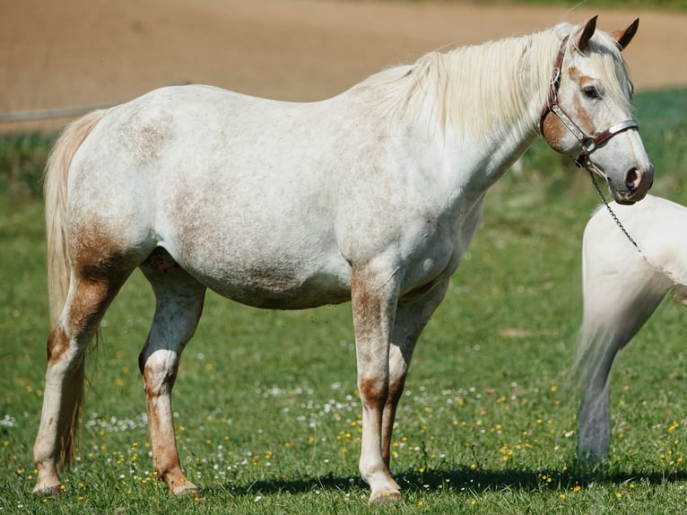 Appaloosa Stute 11 Jahre 154 cm Roan-Red in Tišnov