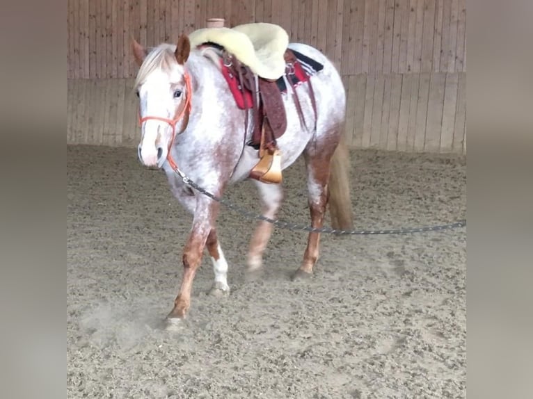 Appaloosa Stute 11 Jahre 154 cm Roan-Red in Tišnov