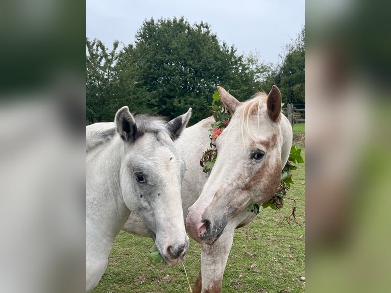 Appaloosa Stute 11 Jahre 154 cm Roan-Red in Tišnov