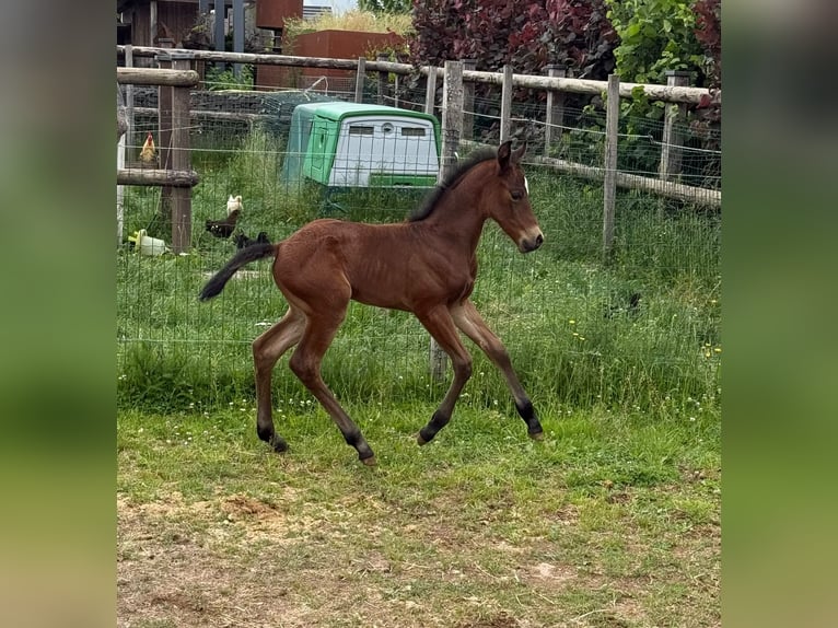 Appaloosa Stute 11 Jahre 155 cm Brauner in Daleiden