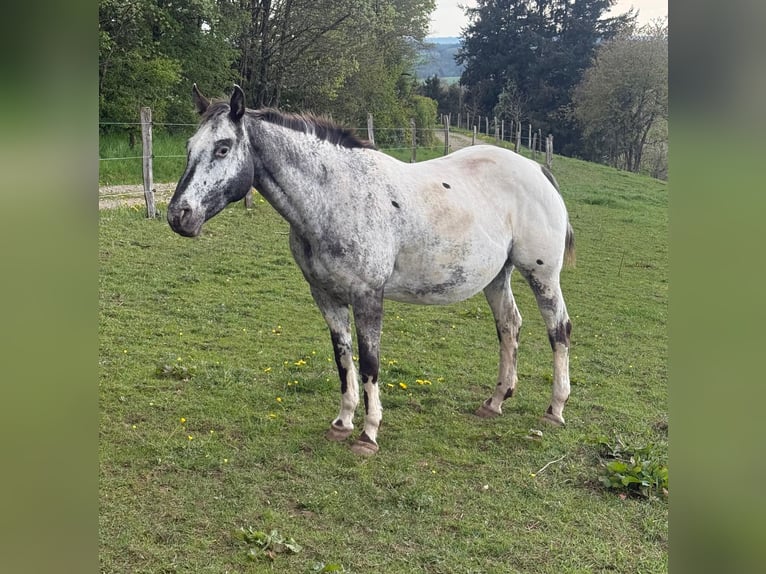Appaloosa Stute 11 Jahre 155 cm Brauner in Daleiden