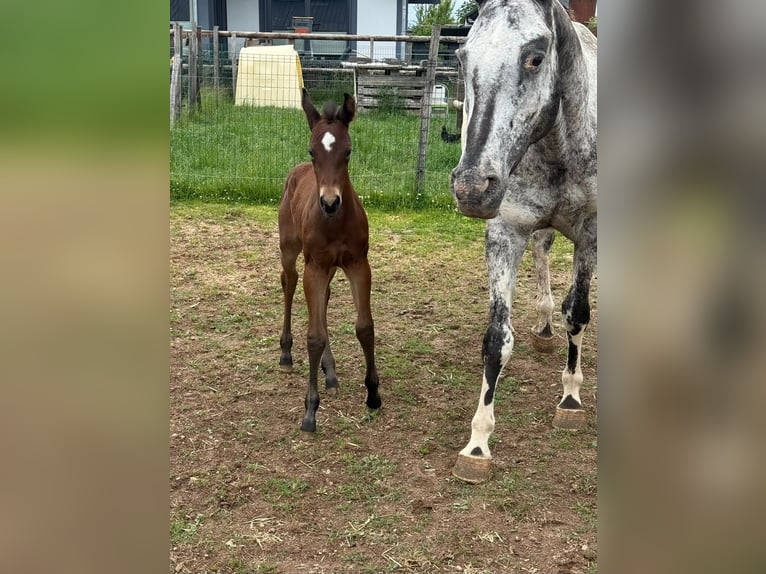 Appaloosa Stute 11 Jahre 155 cm Brauner in Daleiden