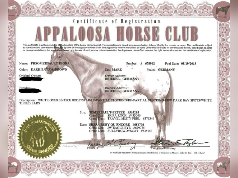 Appaloosa Stute 11 Jahre 155 cm Brauner in Daleiden
