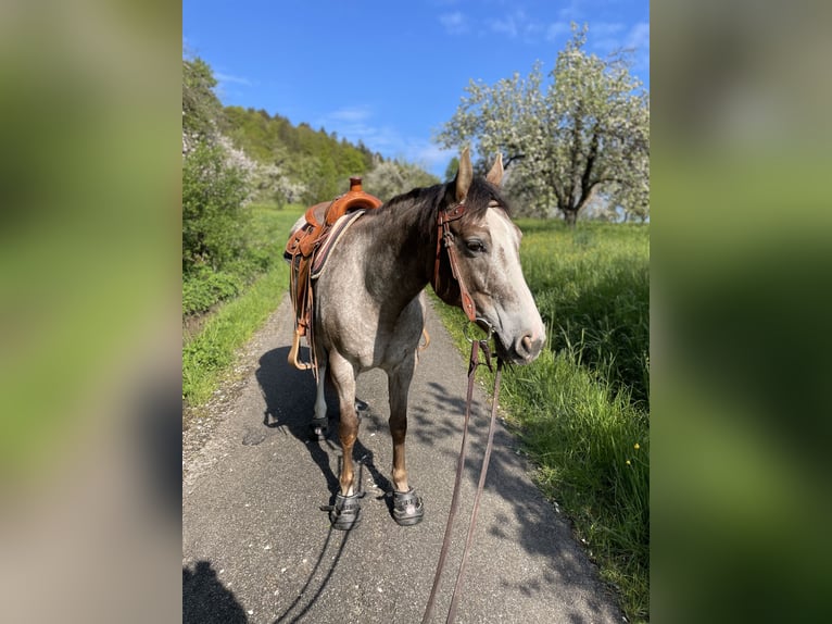 Appaloosa Stute 11 Jahre 155 cm Kann Schimmel werden in GöppingenGöppingen